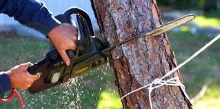 Best Tree Health Inspection  in Chilhowie, VA