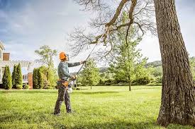 How Our Tree Care Process Works  in  Chilhowie, VA