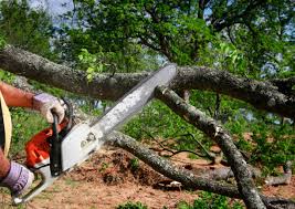 Best Hedge Trimming  in Chilhowie, VA