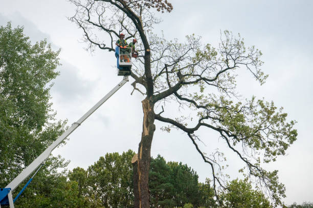 Tree Removal