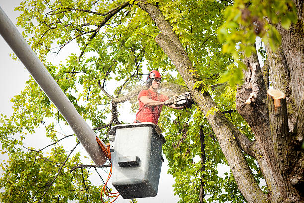 Best Tree Disease Treatment  in Chilhowie, VA