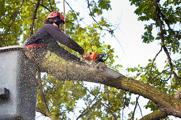 Best Seasonal Cleanup (Spring/Fall)  in Chilhowie, VA